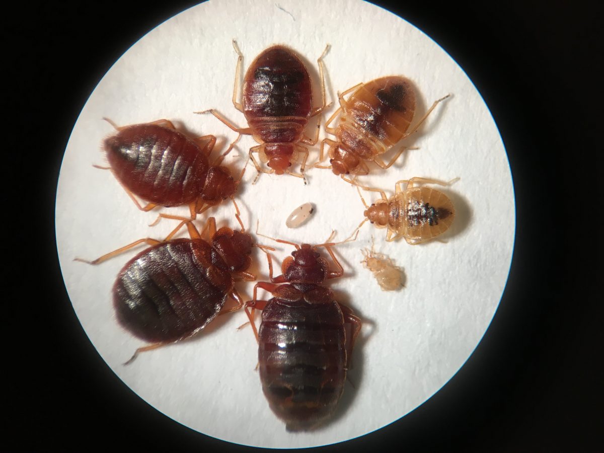 01 Bed bugs all instars then adult engorged. Courtesy J. GreenJPG