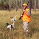 Quail Hunting with Dogs