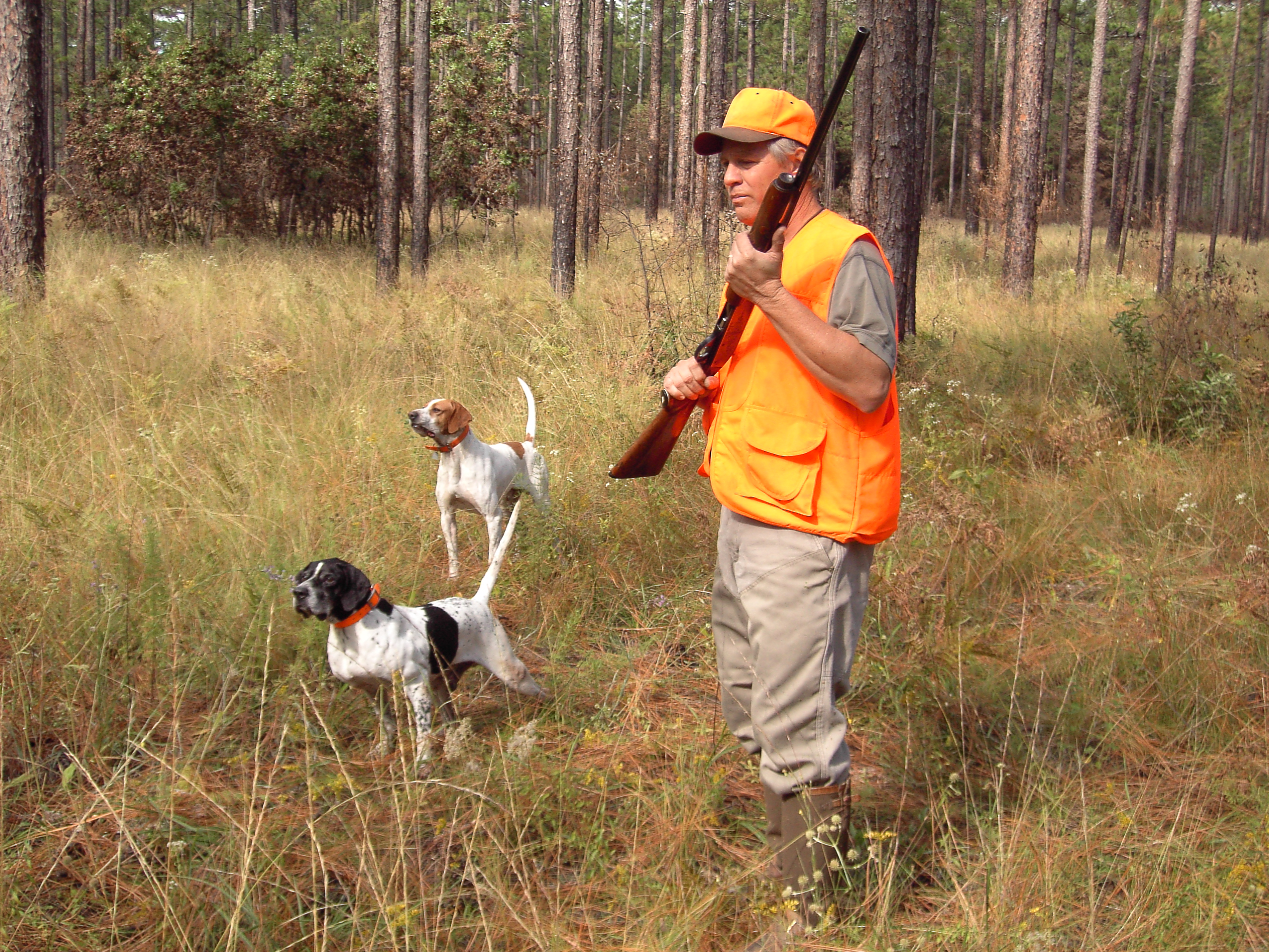 Quail Hunting with Dogs