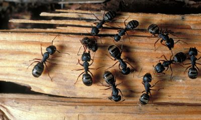 carpenter ants theodore clutter