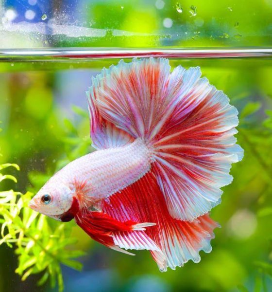 Top 10 Pet Stores for Buying Betta Fish 2
