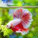Top 10 Pet Stores for Buying Betta Fish 2