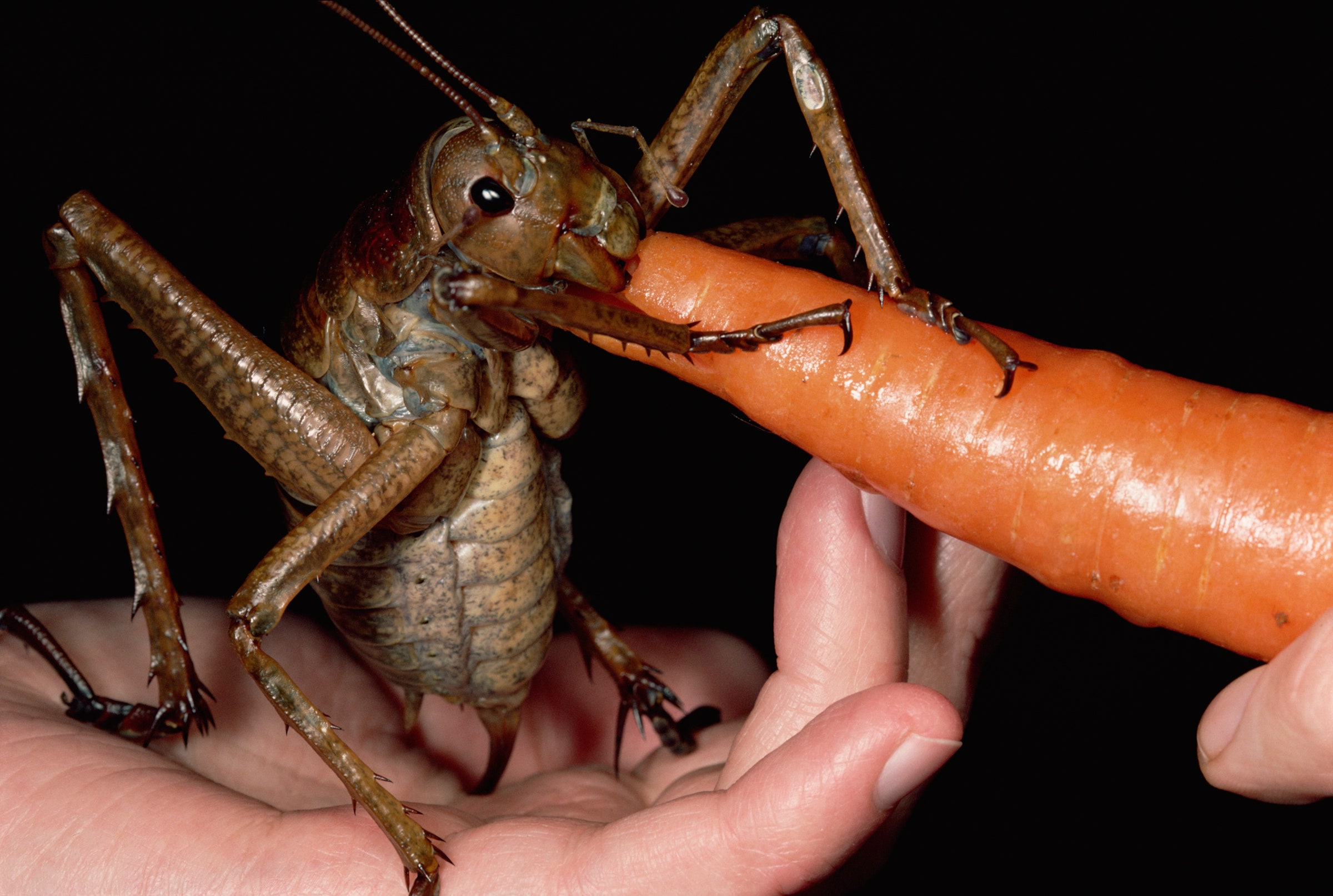 how raise crickets