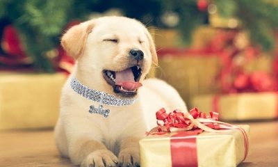 gifts for dog e1689604559563