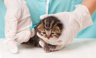 Before You Vaccinate Your Cat