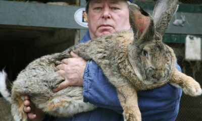 Essential Instructions for Rabbit Breeders