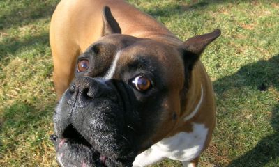 Everything You Need to Know About Boxer Dogs 2