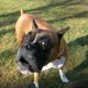 Everything You Need to Know About Boxer Dogs 2
