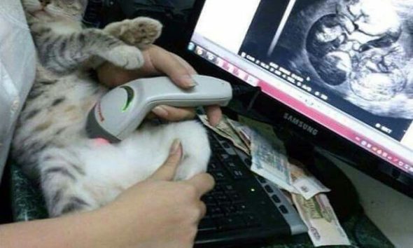 Signs of Cat Pregnancy 1