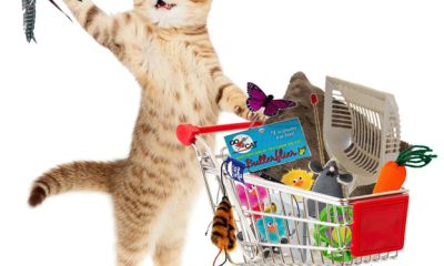 Supplies and Accessories That Every Cat Parent Needs 3