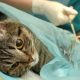 The Ins and Outs of Cat Sterilization 2