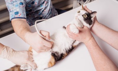 Tips for Taking Care of a Pregnant Cat 1
