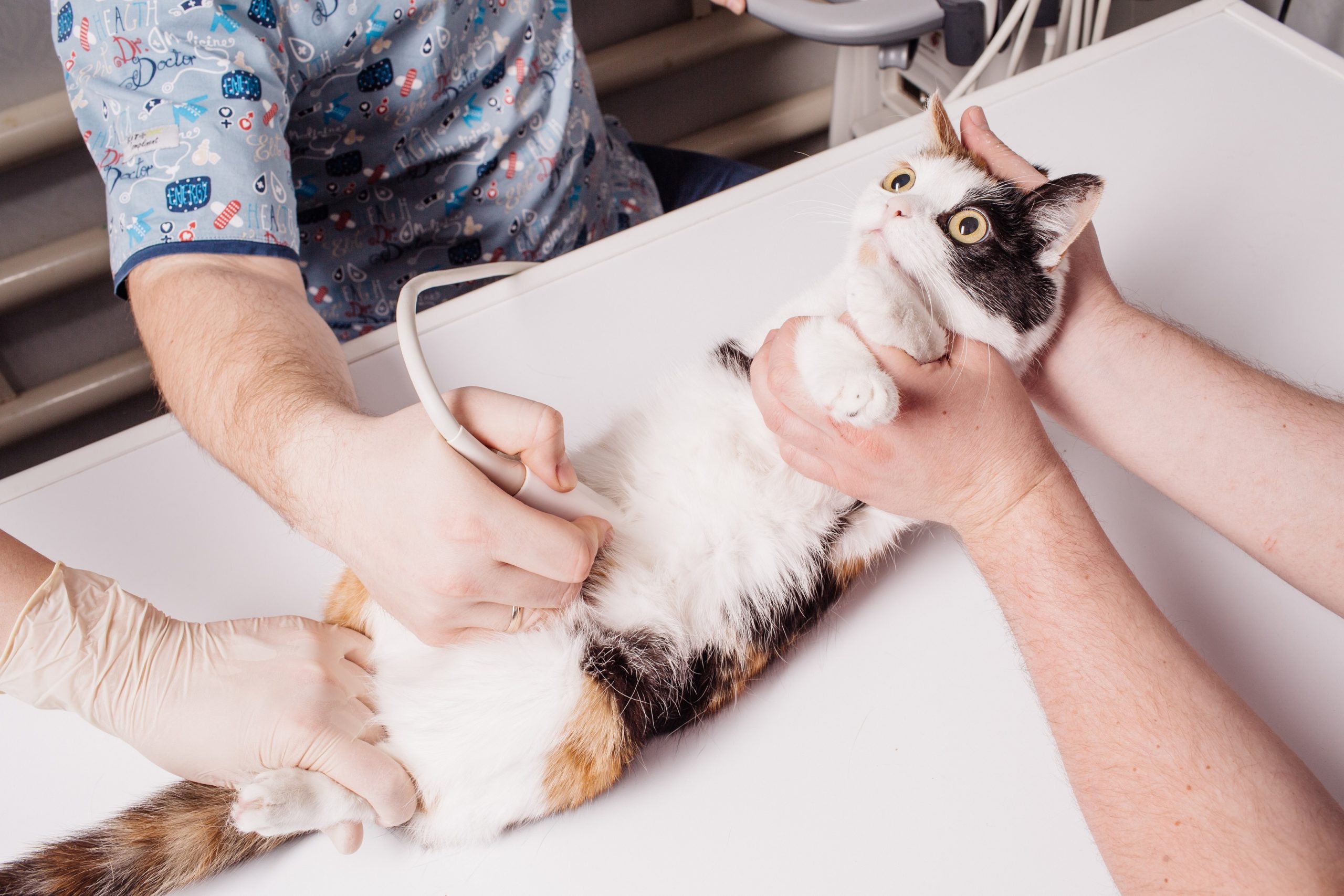 Tips for Taking Care of a Pregnant Cat 1