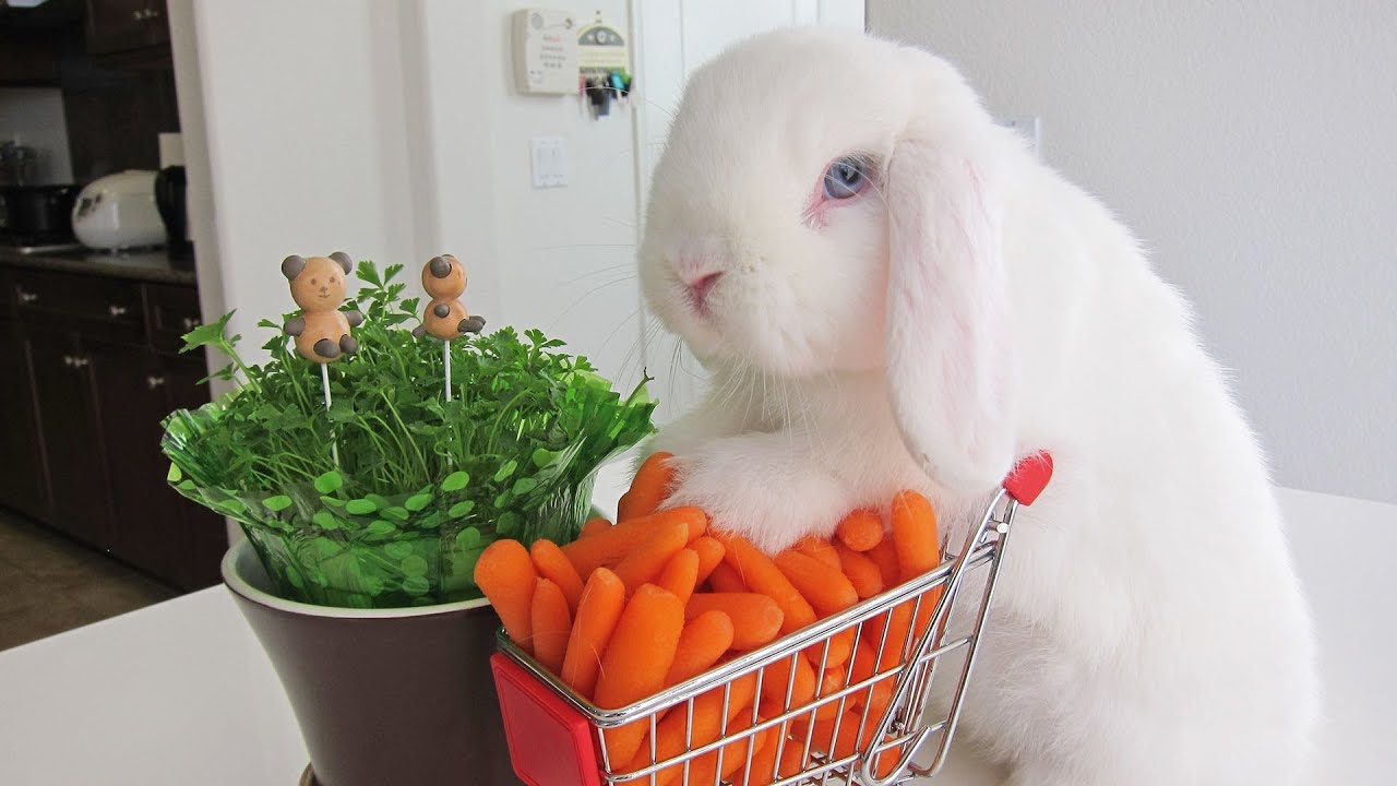 The Hoppy Food Pyramid Essential Nutrients for Your Rabbit's Diet